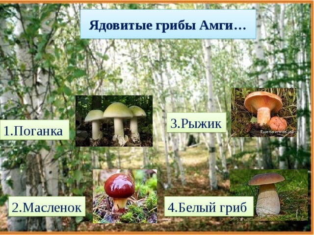 Ядовитые грибы Амги… 3.Рыжик 1.Поганка 2.Масленок 4.Белый гриб