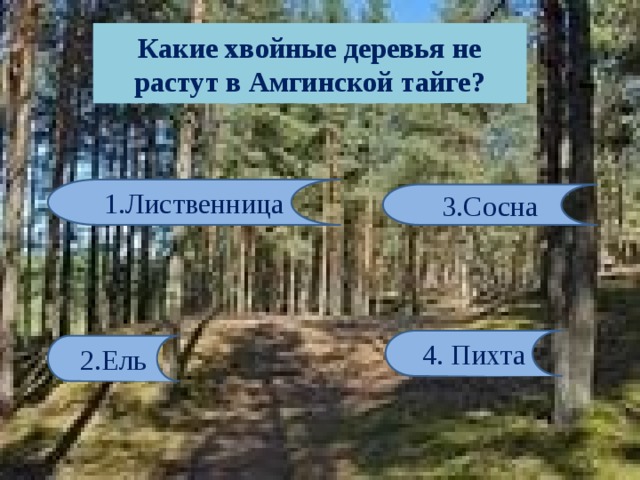 Какие хвойные деревья не растут в Амгинской тайге? 1.Лиственница 3.Сосна 4. Пихта 2.Ель