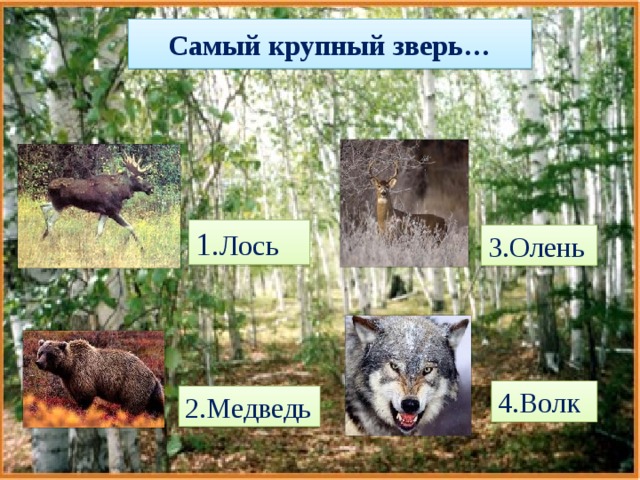 Самый крупный зверь… 1. Лось 3.Олень 4.Волк 2.Медведь