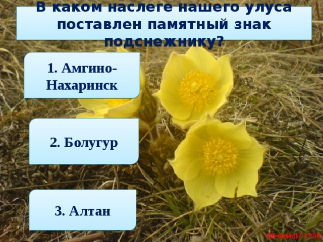 В каком наслеге нашего улуса поставлен памятный знак подснежнику? 1. Амгино-Нахаринск 2. Болугур 3. Алтан