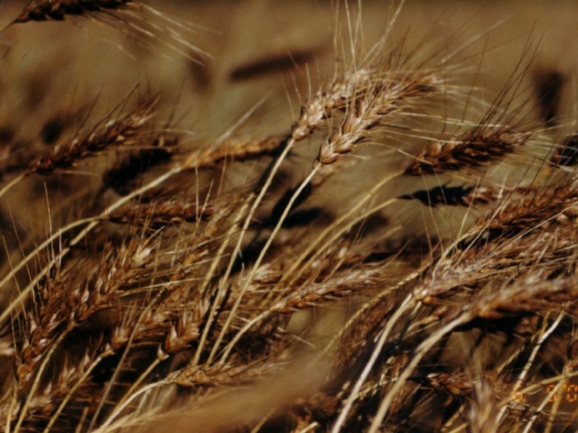 Зерновые культуры, не выращиваемые на Амгинской земле… 3. Кукуруза 1. Пшеница 2. Рожь 4. Овес