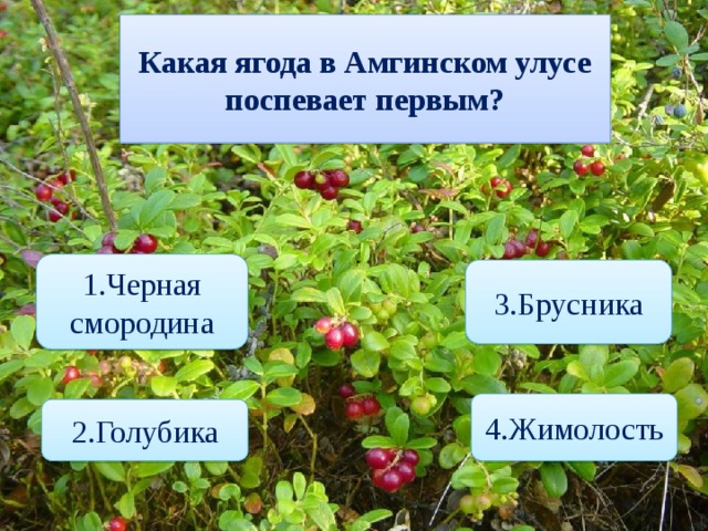 Какая ягода в Амгинском улусе поспевает первым? 1.Черная смородина 3.Брусника 4.Жимолость 2.Голубика