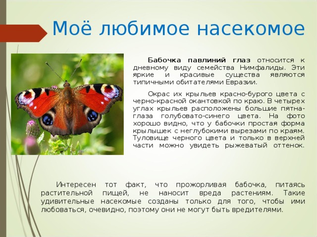 Моё любимое насекомое Бабочка павлиний глаз относится к дневному виду семейства Нимфалиды. Эти яркие и красивые существа являются типичными обитателями Евразии. Окрас их крыльев красно-бурого цвета с черно-красной окантовкой по краю. В четырех углах крыльев расположены большие пятна-глаза голубовато-синего цвета. На фото хорошо видно, что у бабочки простая форма крылышек с неглубокими вырезами по краям. Туловище черного цвета и только в верхней части можно увидеть рыжеватый оттенок.   Интересен тот факт, что прожорливая бабочка, питаясь растительной пищей, не наносит вреда растениям. Такие удивительные насекомые созданы только для того, чтобы ими любоваться, очевидно, поэтому они не могут быть вредителями. 