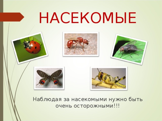 НАСЕКОМЫЕ Наблюдая за насекомыми нужно быть очень осторожными!!!