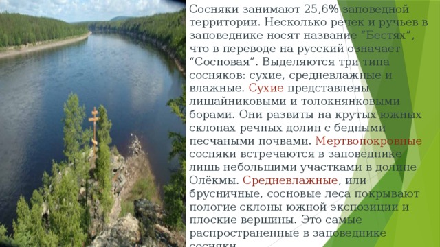 Сосняки занимают 25,6% заповедной территории. Несколько речек и ручьев в заповеднике носят название “Бестях”, что в переводе на русский означает “Сосновая”. Выделяются три типа сосняков: сухие, средневлажные и влажные. Сухие представлены лишайниковыми и толокнянковыми борами. Они развиты на крутых южных склонах речных долин с бедными песчаными почвами. Мертвопокровные сосняки встречаются в заповеднике лишь небольшими участками в долине Олёкмы. Средневлажные , или брусничные, сосновые леса покрывают пологие склоны южной экспозиции и плоские вершины. Это самые распространенные в заповеднике сосняки.