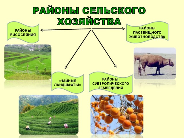 РАЙОНЫ ПАСТБИЩНОГО ЖИВОТНОВОДСТВА РАЙОНЫ РИСОСЕЯНИЯ «ЧАЙНЫЕ ЛАНДШАФТЫ» РАЙОНЫ СУБТРОПИЧЕСКОГО ЗЕМЛЕДЕЛИЯ