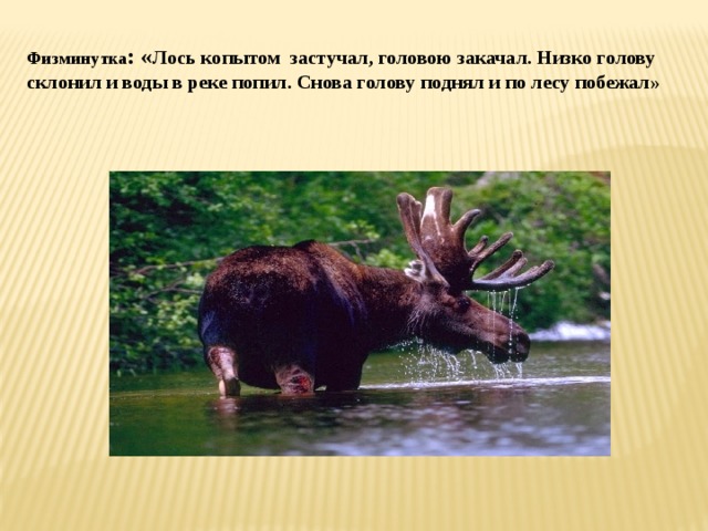 Физминутка : « Лось копытом застучал, головою закачал. Низко голову склонил и воды в реке попил. Снова голову поднял и по лесу побежал»