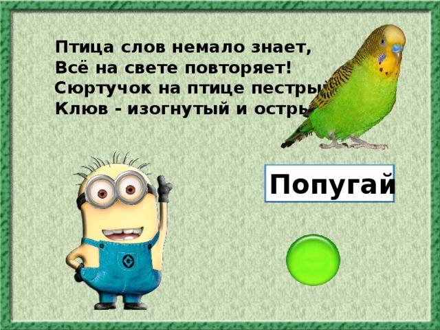 Птица слов немало знает, Всё на свете повторяет! Сюртучок на птице пестрый, Клюв - изогнутый и острый! Попугай