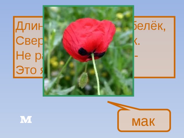 Длинный тонкий стебелёк,  Сверху - алый огонёк.  Не растенье, а маяк -  Это ярко-красный … м мак