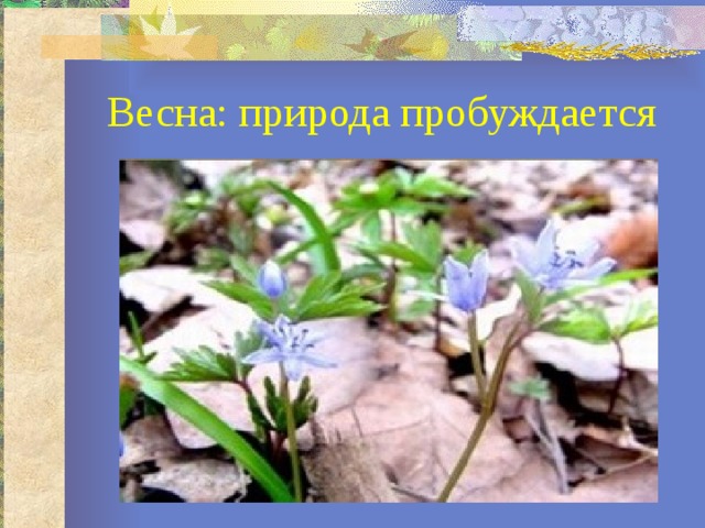 Весна: природа пробуждается