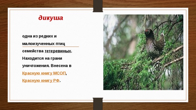 дикуша одна из редких и малоизученных птиц семейства  тетеревиных . Находится на грани уничтожения. Внесена в  Красную книгу МСОП ,  Красную книгу РФ .