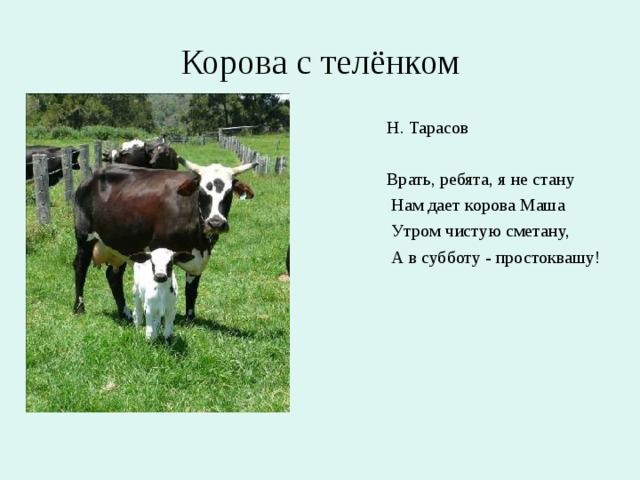 Корова с телёнком Н. Тарасов Врать, ребята, я не стану  Нам дает корова Маша  Утром чистую сметану,  А в субботу - простоквашу!