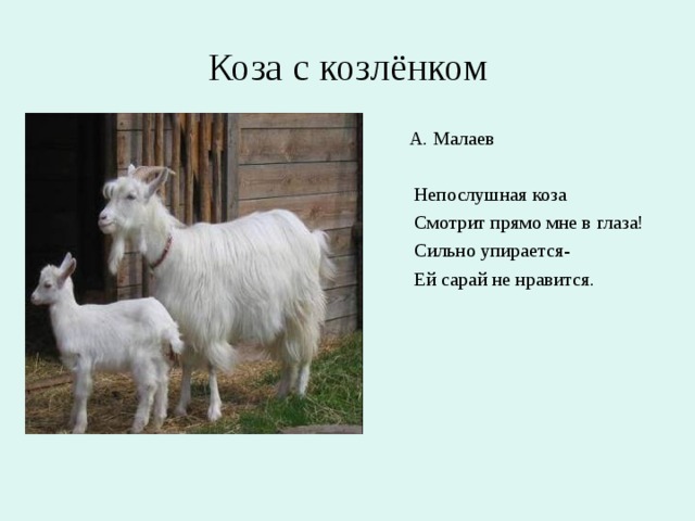 Коза с козлёнком А. Малаев  Непослушная коза  Смотрит прямо мне в глаза!  Сильно упирается-  Ей сарай не нравится.