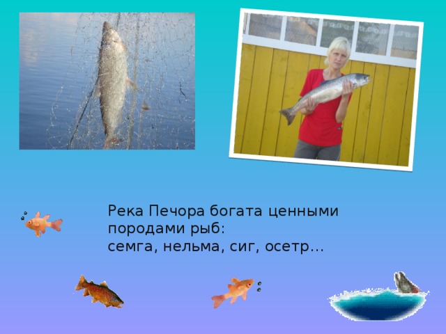 Река Печора богата ценными породами рыб: семга, нельма, сиг, осетр…