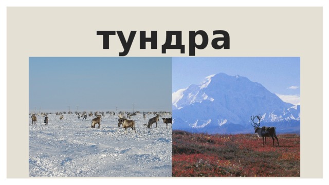 тундра