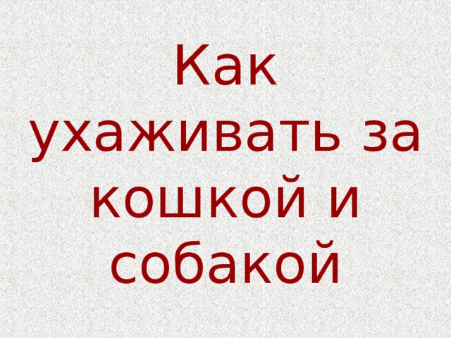 Как ухаживать за кошкой и собакой