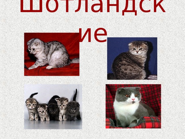 Шотландские