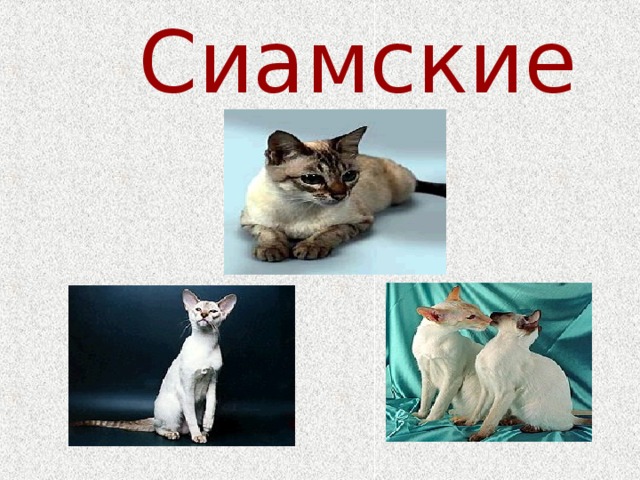 Сиамские