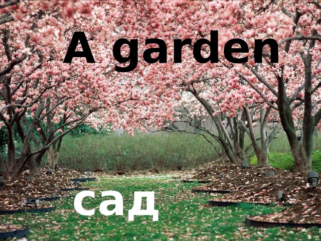 A garden сад