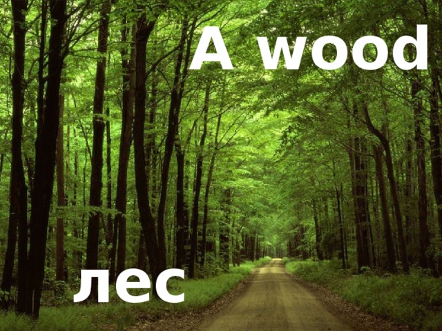 A wood лес