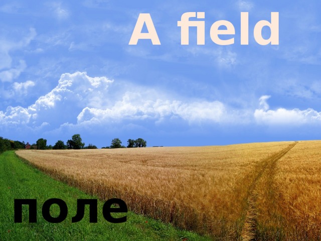 A field поле