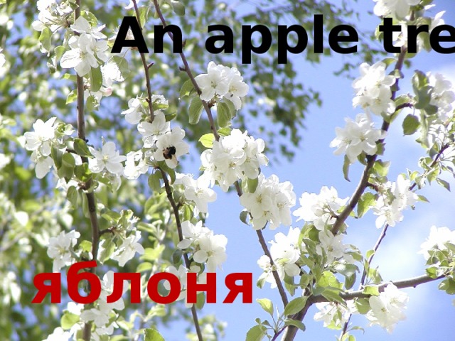 An apple tree яблоня