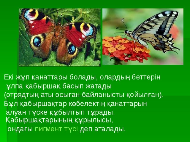 Екі жұп қанаттары болады, олардың беттерін  ұлпа қабыршақ басып жатады (отрядтың аты осыған байланысты қойылған). Бұл қабыршақтар көбелектің қанаттарын  алуан түске құбылтып тұрады. Қабыршақтарының құрылысы,  ондағы пигмент түсі деп аталады.