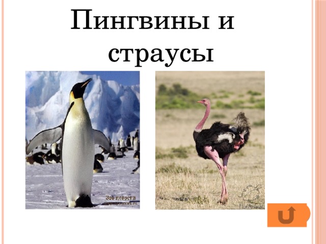 Пингвины и страусы