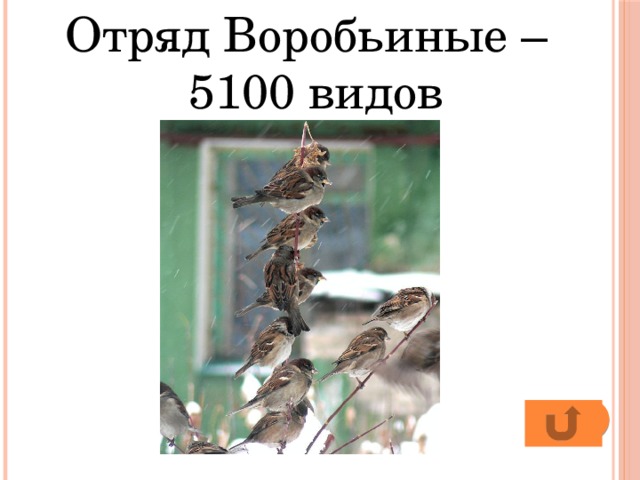 Отряд Воробьиные – 5100 видов