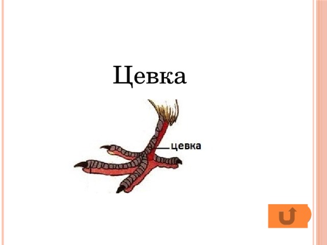 Цевка. Цевка у птиц. Цеывка. Строение цевки птицы.