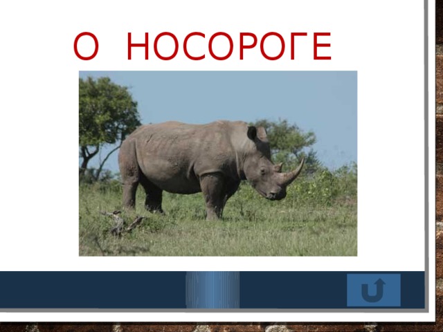 О носороге