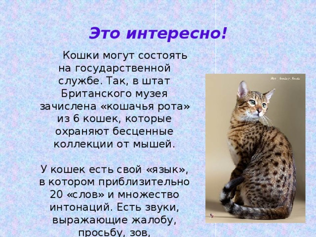 Это интересно!  Кошки могут состоять на государственной службе. Так, в штат Британского музея зачислена «кошачья рота» из 6 кошек, которые охраняют бесценные коллекции от мышей. У кошек есть свой «язык», в котором приблизительно 20 «слов» и множество интонаций. Есть звуки, выражающие жалобу, просьбу, зов, удовольствие, гнев, вопрос.