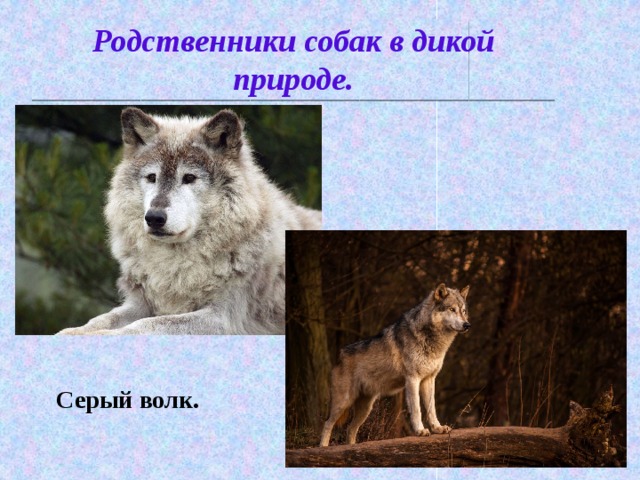 Родственники собак в дикой природе. Серый волк.