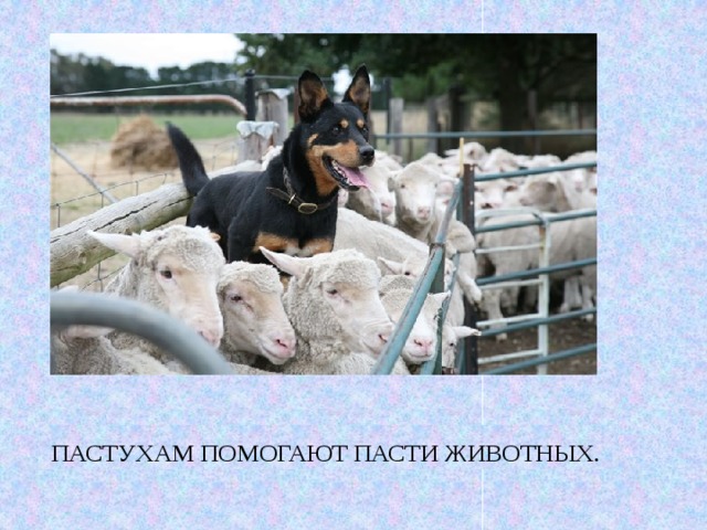 Пастухам помогают пасти животных.