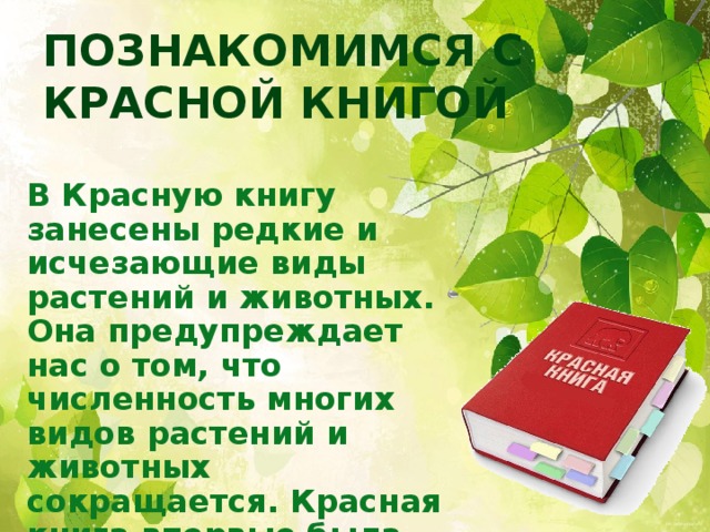 Познакомимся с Красной книгой В Красную книгу занесены редкие и исчезающие виды растений и животных. Она предупреждает нас о том, что численность многих видов растений и животных сокращается. Красная книга впервые была издана в 1963 году.