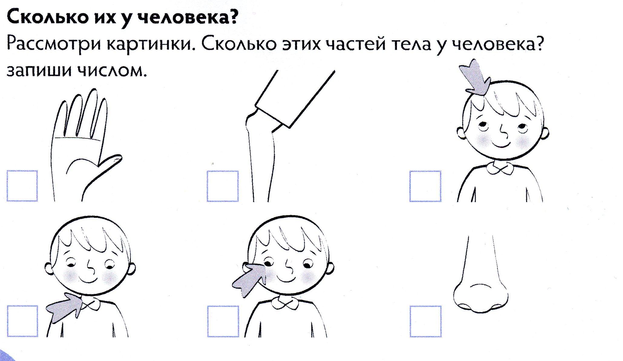 Картинка тело человека в полный рост для детей части тела