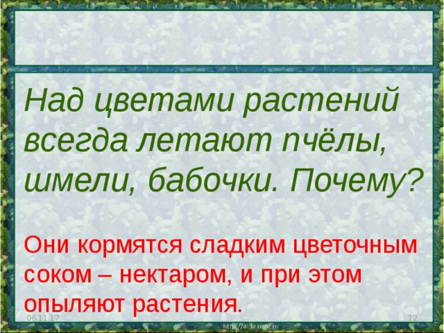 Над цветами растений всегда летают пчёлы, шмели, бабочки. Почему? Они кормятся сладким цветочным соком – нектаром, и при этом опыляют растения. 06.11.17