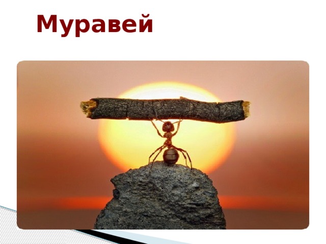 Муравей