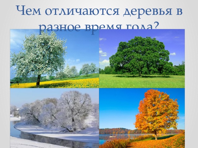 Чем отличаются деревья в разное время года?