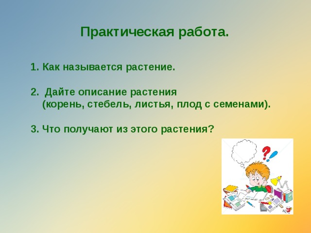 Практическая работа. Как называется растение.  2. Дайте описание растения  (корень, стебель, листья, плод с семенами).  3. Что получают из этого растения?