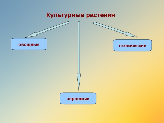 Культурные растения овощные технические зерновые