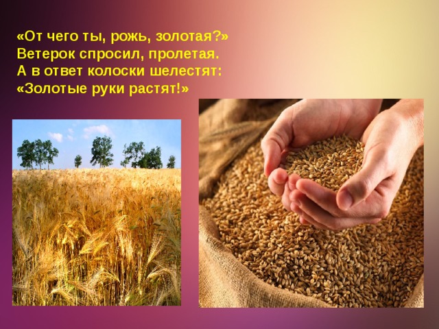 «От чего ты, рожь, золотая?» Ветерок спросил, пролетая. А в ответ колоски шелестят: «Золотые руки растят!»