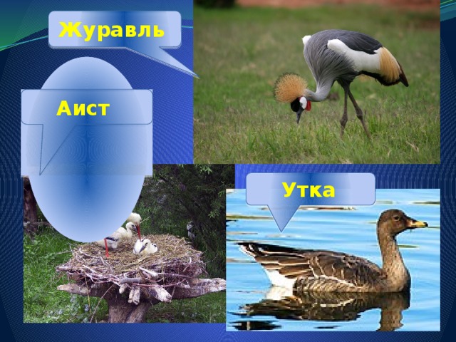 Журавль Аист Утка