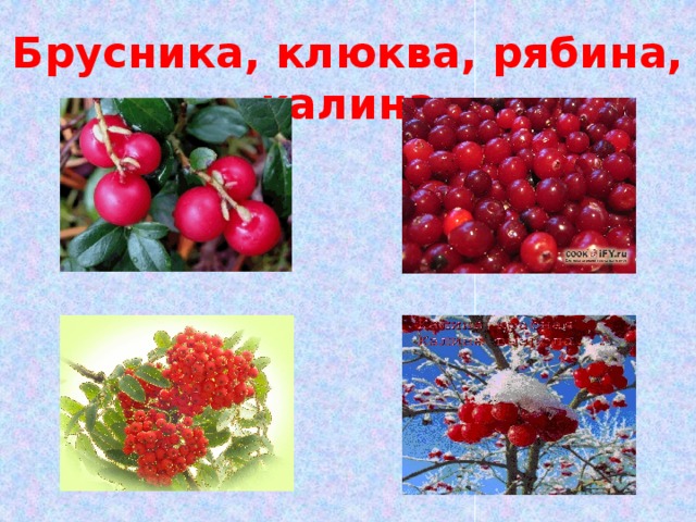 Брусника, клюква, рябина, калина