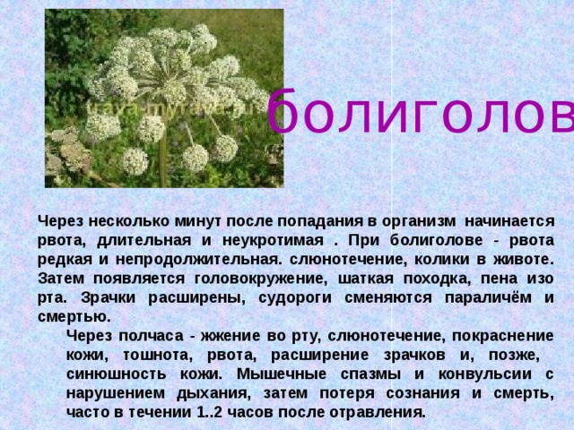 болиголов Через несколько минут после попадания в организм начинается рвота, длительная и неукротимая . При болиголове - рвота редкая и непродолжительная. слюнотечение, колики в животе. Затем появляется головокружение, шаткая походка, пена изо рта. Зрачки расширены, судороги сменяются параличём и смертью. Через полчаса - жжение во рту, слюнотечение, покраснение кожи, тошнота, рвота, расширение зрачков и, позже, синюшность кожи. Мышечные спазмы и конвульсии с нарушением дыхания, затем потеря сознания и смерть, часто в течении 1..2 часов после отравления.