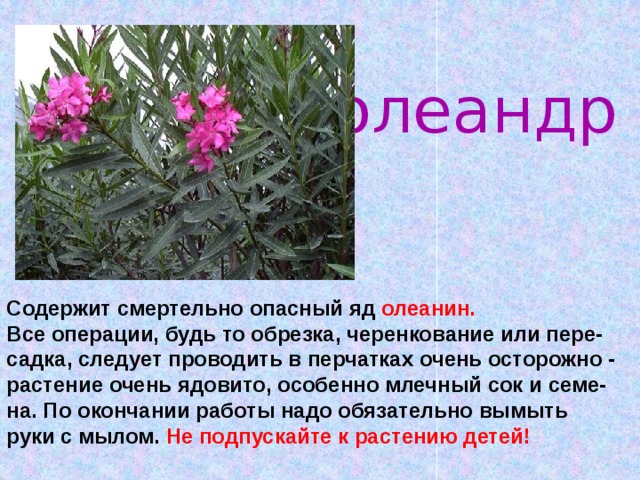 олеандр Содержит смертельно опасный яд олеанин.  Все операции, будь то обрезка, черенкование или пере-садка, следует проводить в перчатках очень осторожно - растение очень ядовито, особенно млечный сок и семе-на. По окончании работы надо обязательно вымыть руки с мылом. Не подпускайте к растению детей!