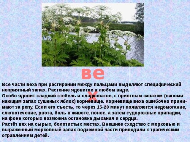 вех Все части веха при растирании между пальцами выделяют специфический неприятный запах. Растение ядовитое в любом виде.  Особо ядовит сладкий стебель и сладковатое, с приятным запахом (напоми-нающим запах сушеных яблок) корневище. Корневище веха ошибочно прини-мают за репу. Если его съесть, то через 15-20 минут появляется недомогание, слюнотечение, рвота, боль в животе, понос, а затем судорожные припадки, на фоне которых возможна остановка дыхания и сердца.  Растёт вех на сырых, болотистых местах. Внешнее сходство с морковью и выраженный морковный запах подземной части приводили к трагическим отравлениям детей.