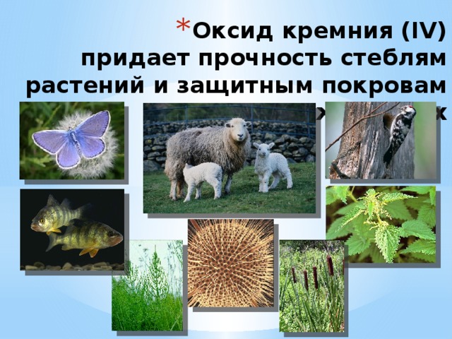 Оксид кремния (IV)  придает прочность стеблям растений и защитным покровам животных