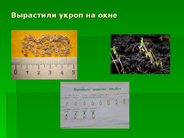 Вырастили укроп на окне