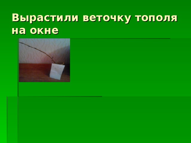 Вырастили веточку тополя на окне